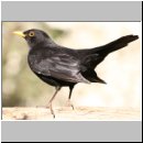 Turdus merula - Amsel m16.jpg